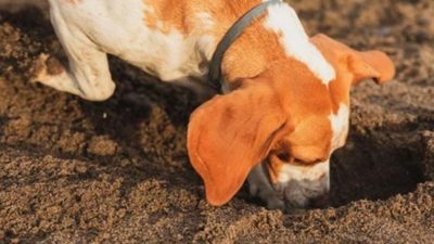 3 raisons étonnantes pour lesquelles les chiens adorent creuser dans votre jardin