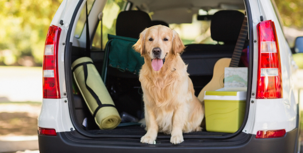 5 astuces pour calmer un chien pendant un long voyage