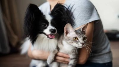 5 idées pour montrer votre amour à votre chien ou votre chat