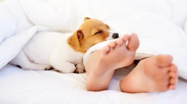5 raisons de laisser votre chien faire la sieste sur le lit