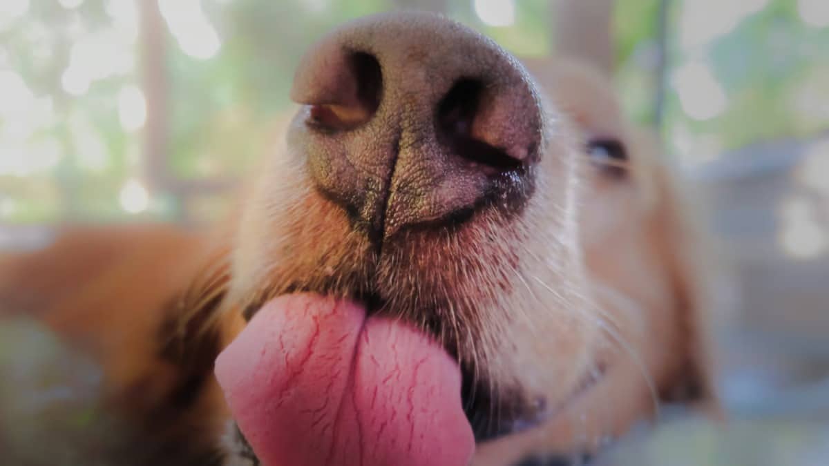 5 raisons pour lesquelles la truffe de votre chien est sèche et quand il faut s’inquiéter