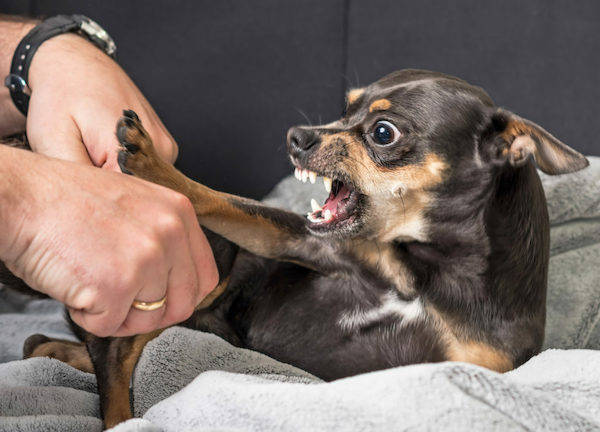 5 raisons pour lesquelles un chien mord, voici comment réagir et prévenir