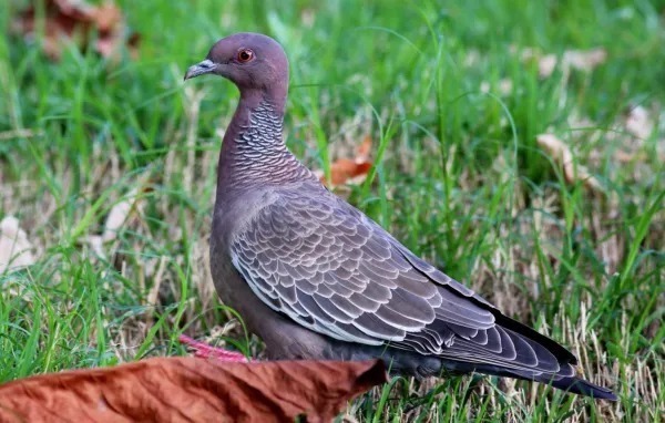 5 types de pigeons rares que vous ne connaissiez probablement pas