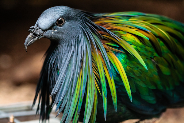 5 types d'oiseaux rares que vous ne connaissiez probablement pas