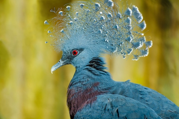 5 types de pigeons rares que vous ne connaissiez probablement pas