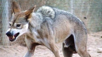 6 races de loups que vous ne connaissez probablement pas