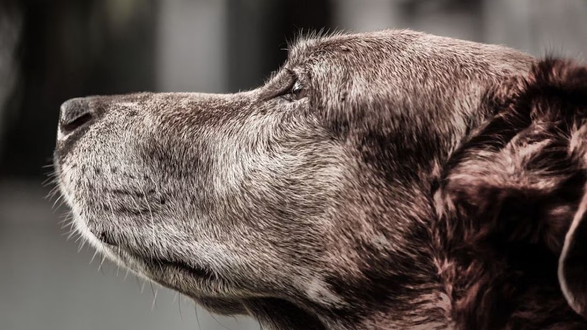 7 signes que votre chien entre dans la vieillesse