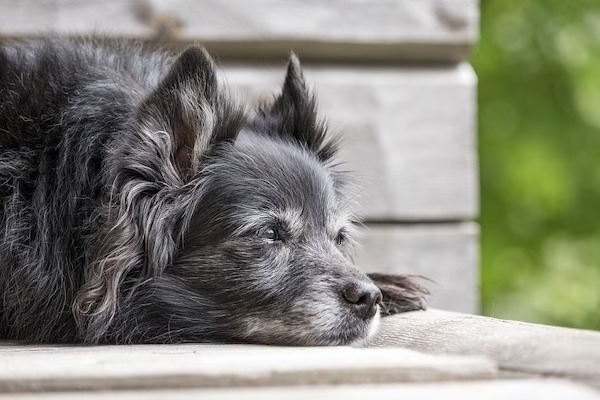 7 signes que votre chien entre dans la vieillesse