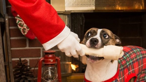 Les aliments à ne surtout pas donner à votre chien ou à votre chat à Noël
