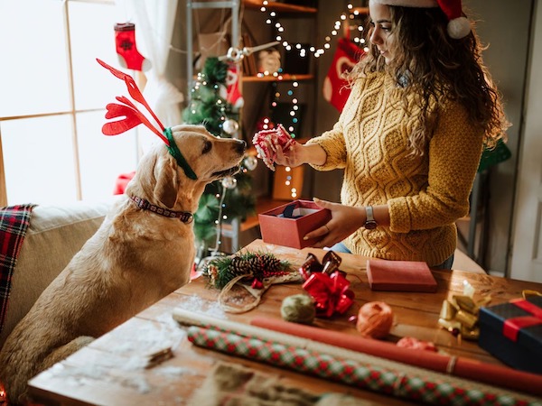 Cadeaux de Noël pour chiens et chats : les idées pour surprendre votre animal de compagnie