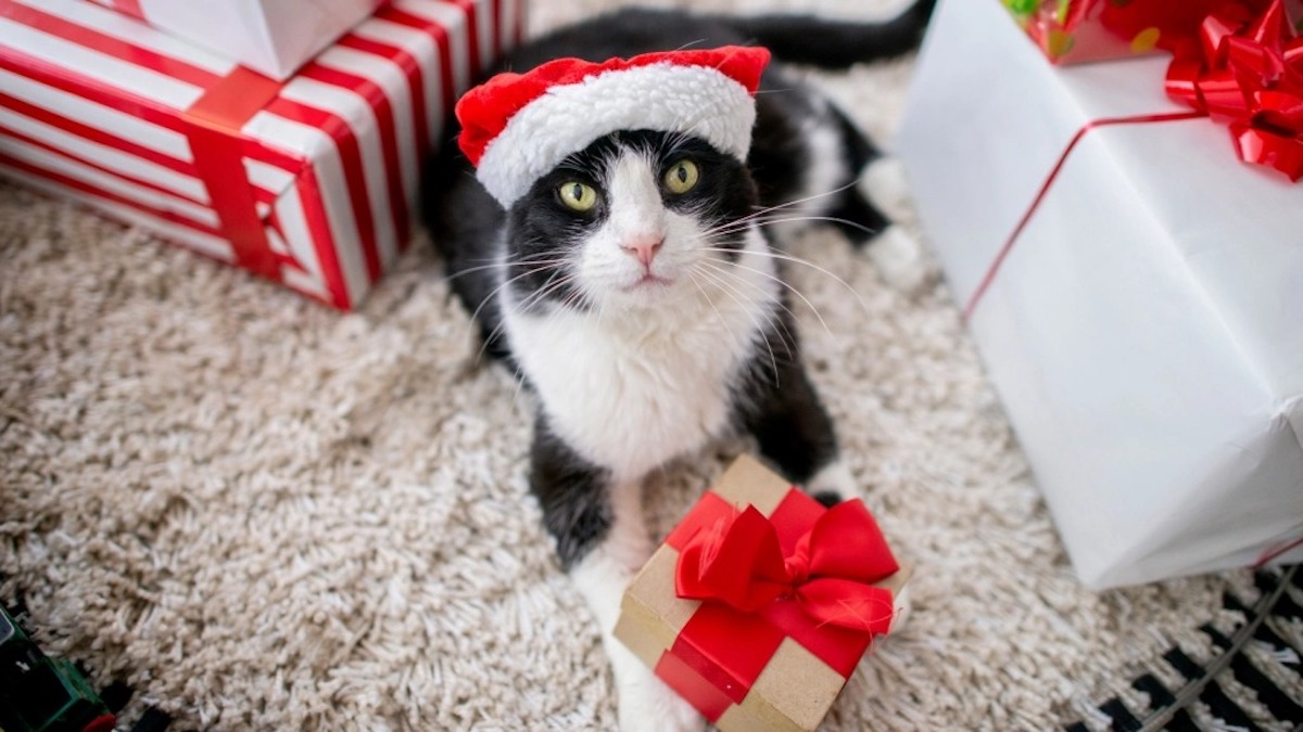 Cadeaux de Noël pour chiens et chats : les idées pour surprendre votre animal de compagnie