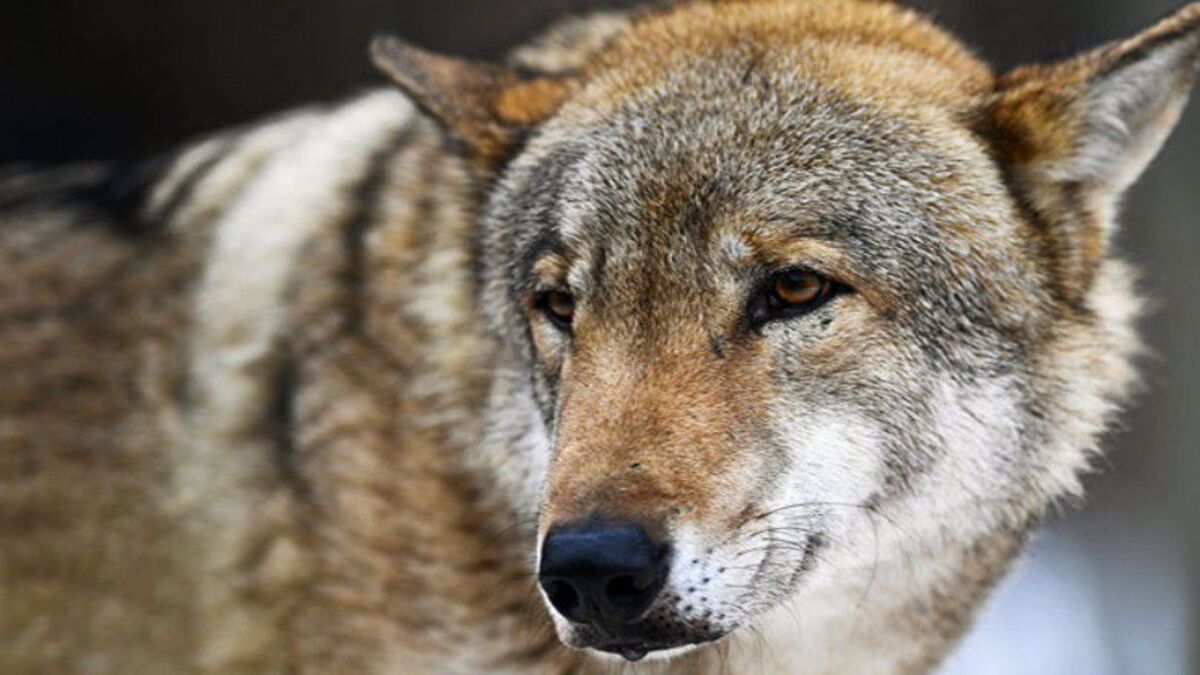 Ce chasseur sauve un loup d’un piège, 6 mois après, il entend un hurlement à sa porte