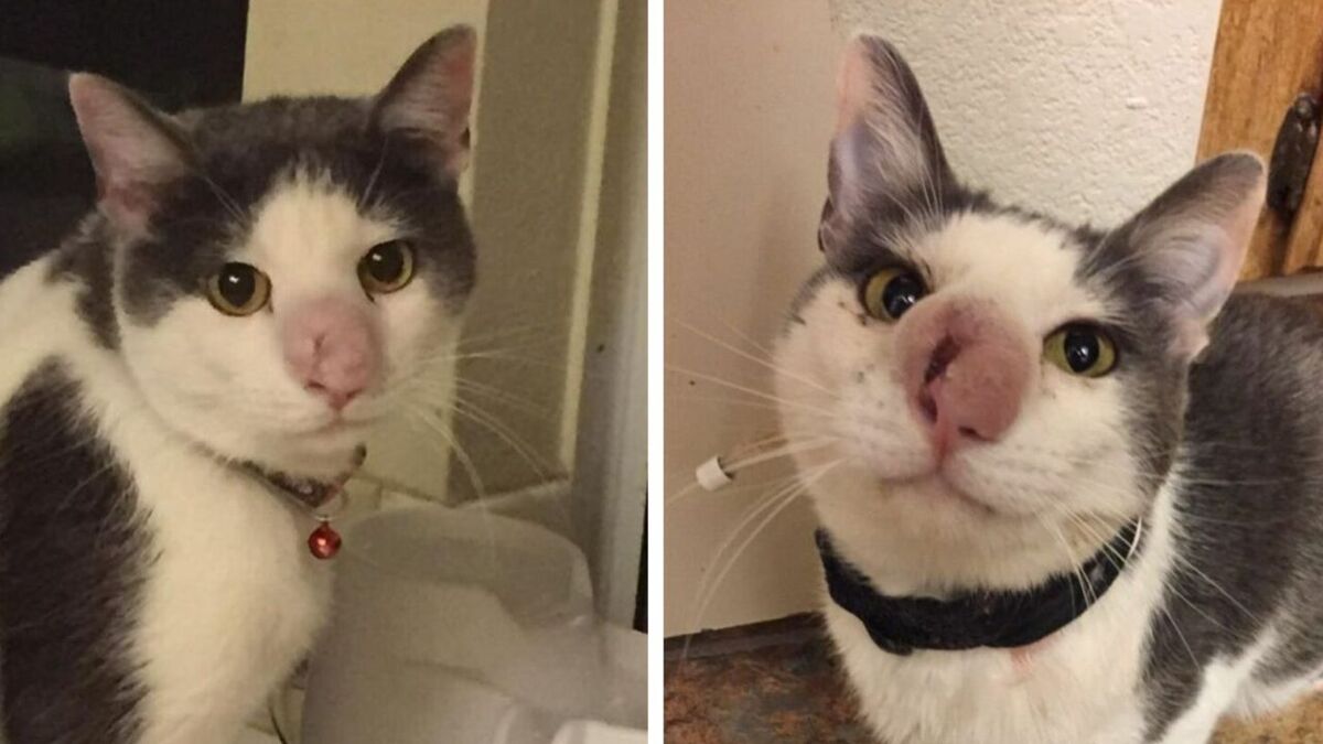 Ce chat au nez énorme est rejeté de tous, il rencontre un homme qui va lui changer la vie