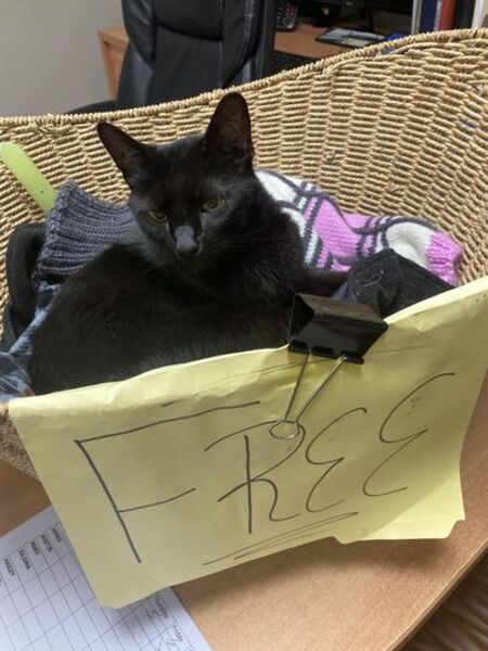 Ce chat grimpe dans un panier cadeau pour trouver un foyer