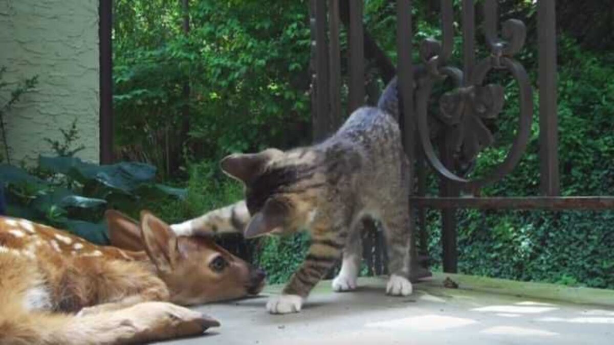 Ce chaton rencontre un bébé cerf, sa réaction est inédite