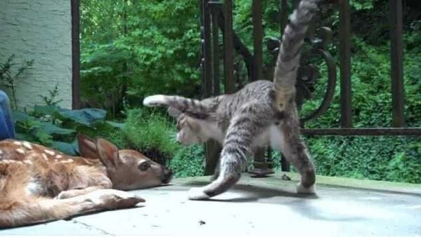 Ce chaton rencontre un bébé cerf, sa réaction est inédite