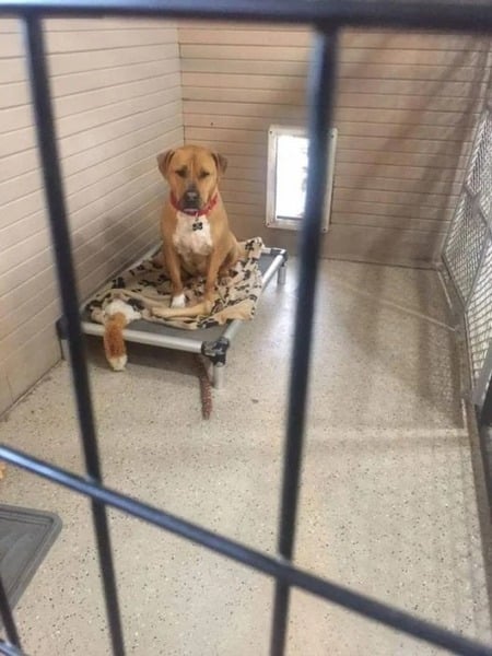 Ce chien a trouvé un foyer après 2 ans, son bonheur est la meilleure inspiration pour adopter