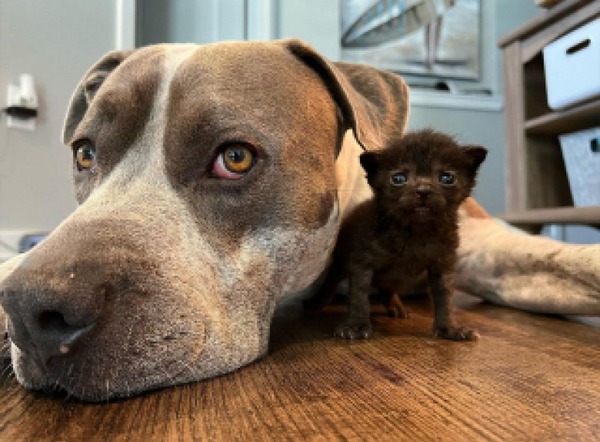 Ce chien au grand cœur devient le père adoptif de chatons abandonnés