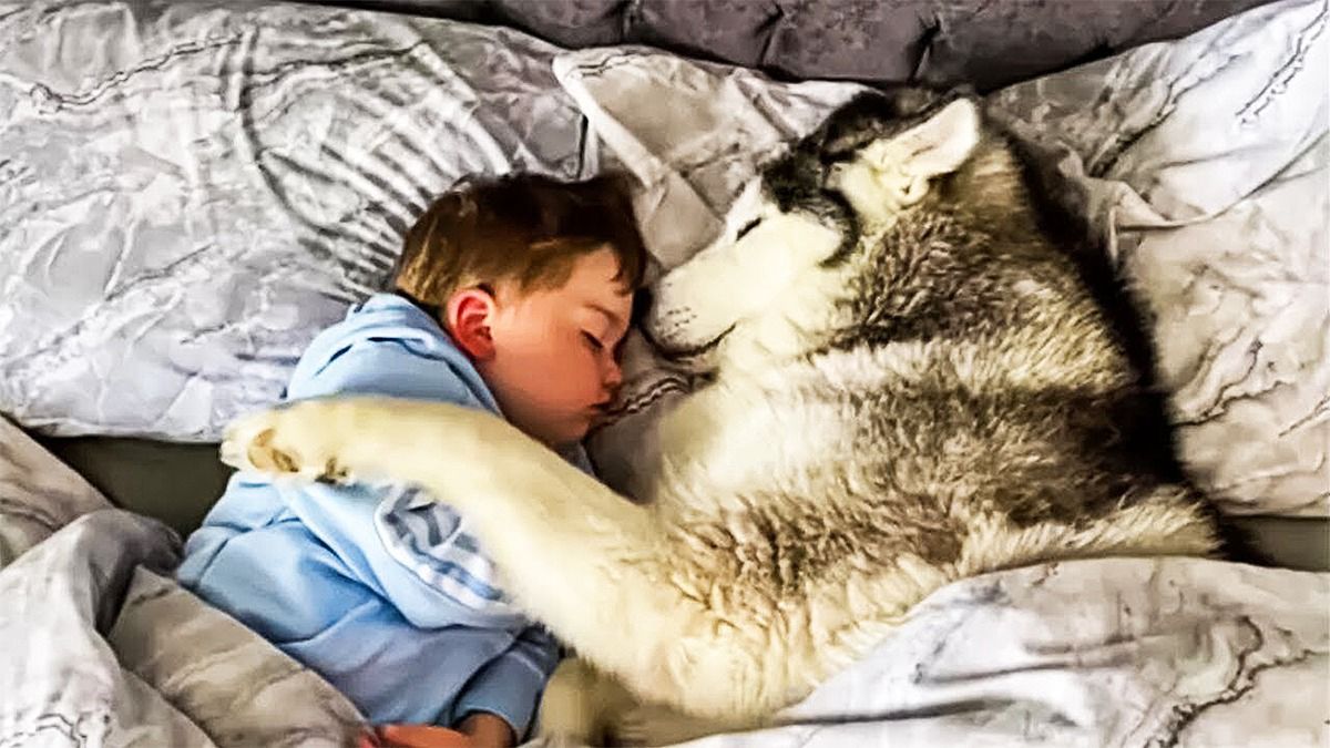 Ce chien dort toute la nuit avec leur fils, ils comprennent la raison le lendemain matin