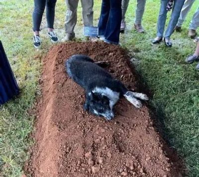 Ce chien, en deuil, pleure sur la tombe de son maître, une scène déchirante