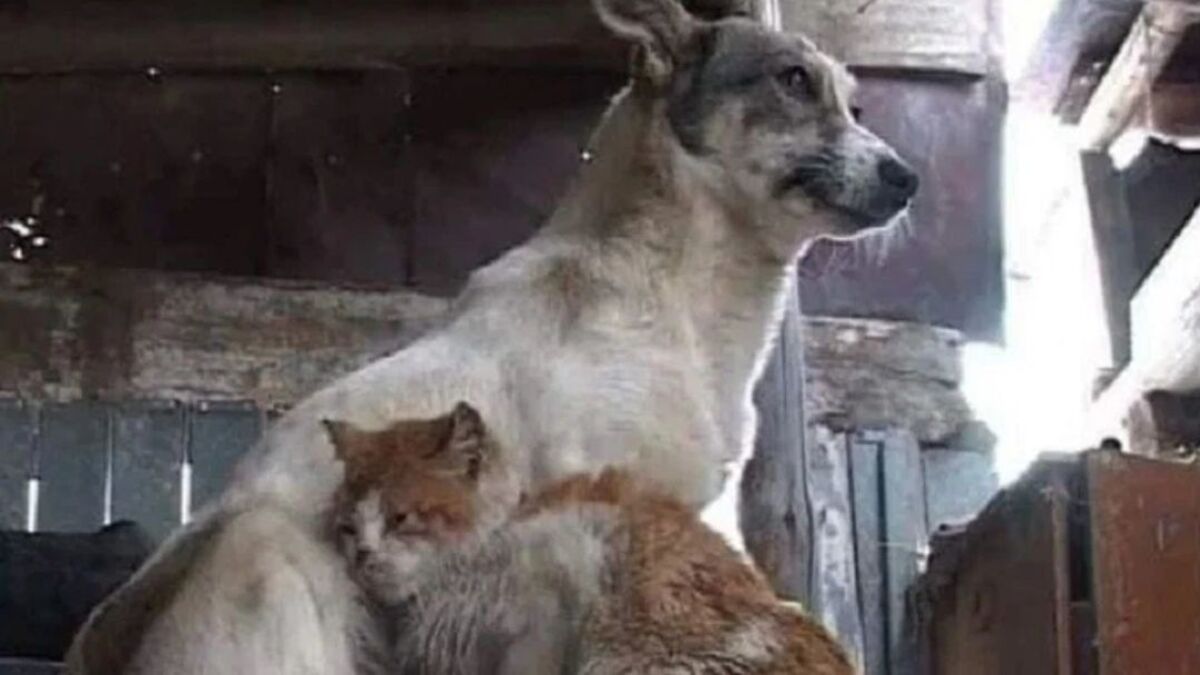 Ce chien et ce chat vivent dans une grange durant 3 ans, leur vie va basculer