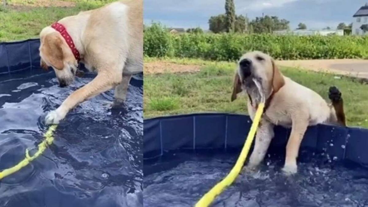Ce chien joue dans la piscine, l’impensable se produit quelques secondes plus tard