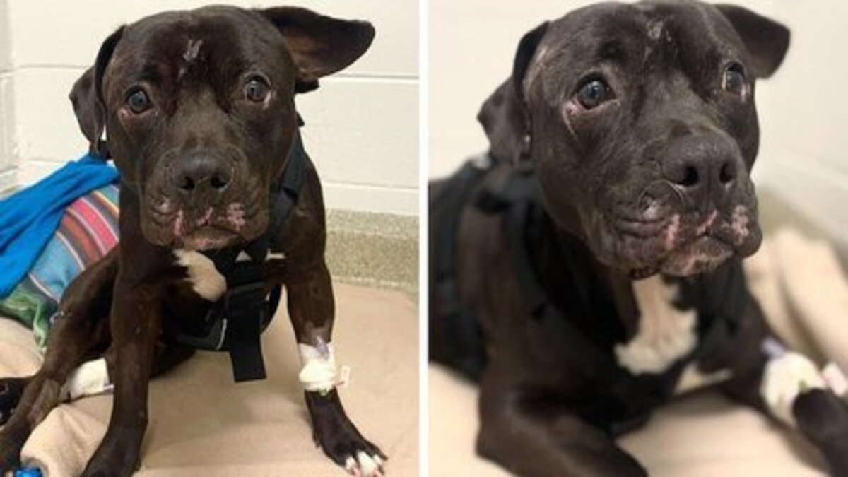 Ce chien paralysé est trouvé au milieu d’une voie ferrée, 4 mois après un miracle s’est produit