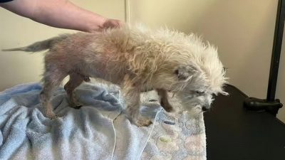 Ce chien sans poils, dans le pire état de sa vie, connaît une transformation impressionnante