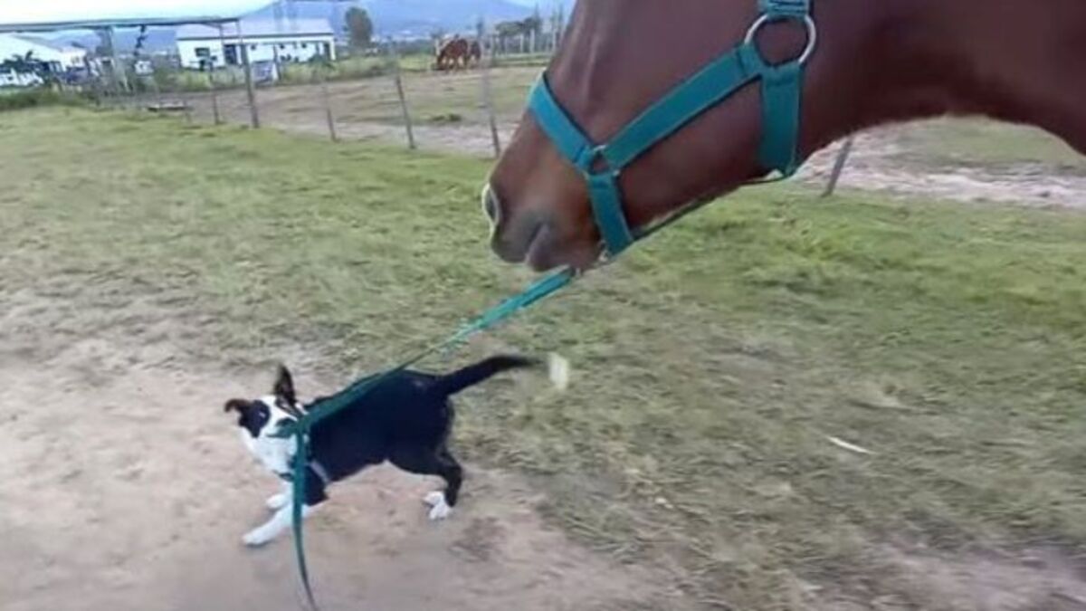 Ce chien s’approche du cheval, prend sa laisse pour se balader avec lui