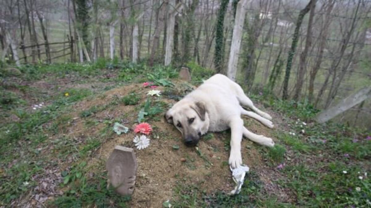Ce chien s’enfuit chaque jour pour se rendre sur la tombe de son propriétaire