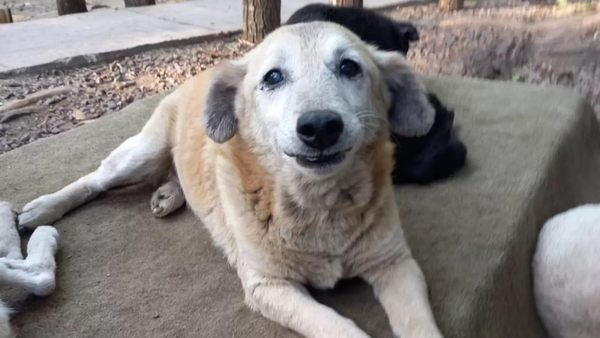 Ce chien vit 11 ans dans un refuge, son adoption est bouleversante