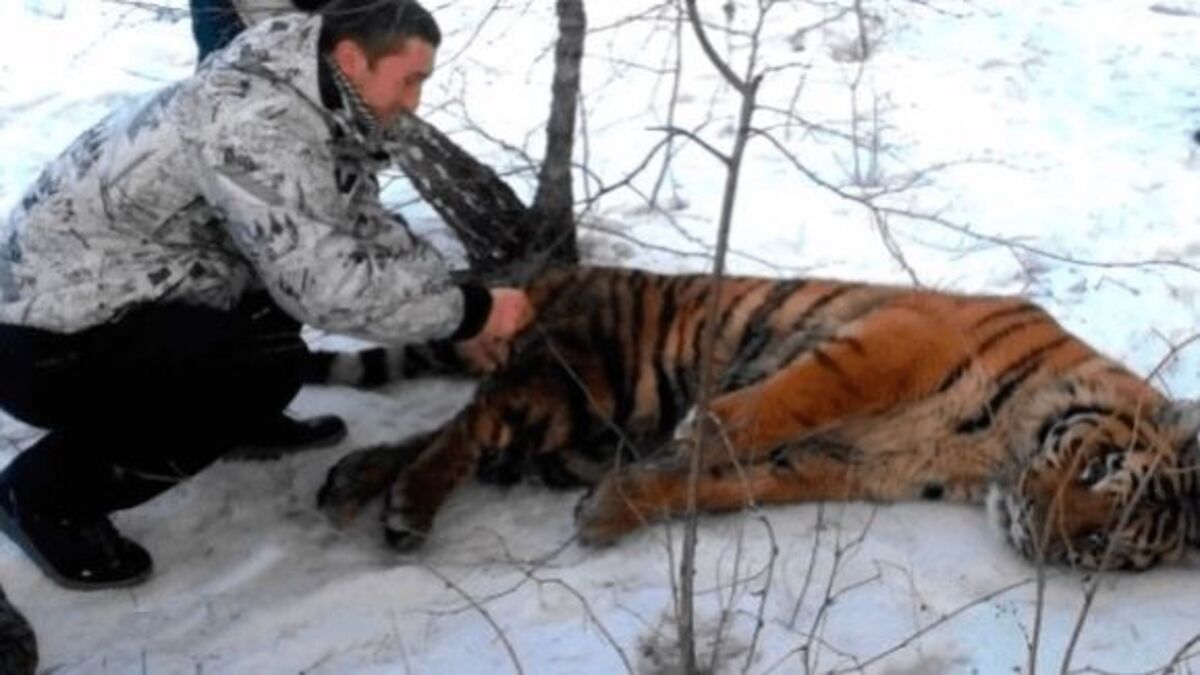 Ce tigre gravement blessé s’écroule devant sa porte pour demander de l’aide