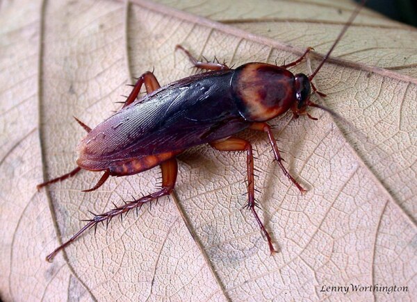 Ces 8 insectes qui font des trous dans les vêtements, les mites ne sont pas les seules responsables