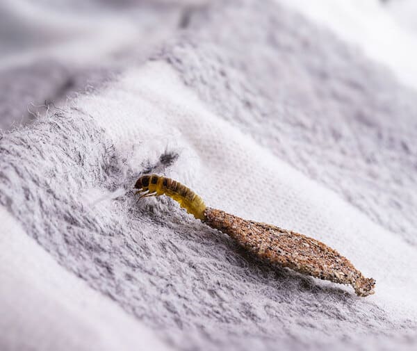 Ces 8 insectes qui font des trous dans les vêtements, les mites ne sont pas les seules responsables