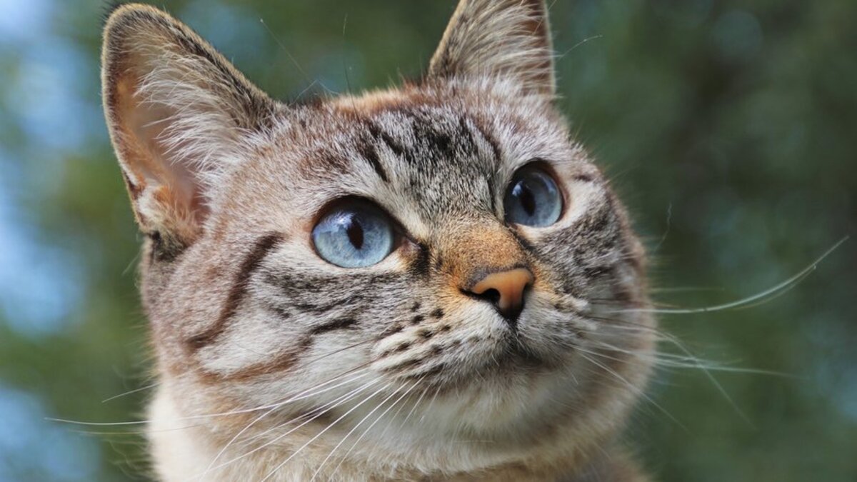 Ces curiosités sur les chats que vous ne connaissiez pas !