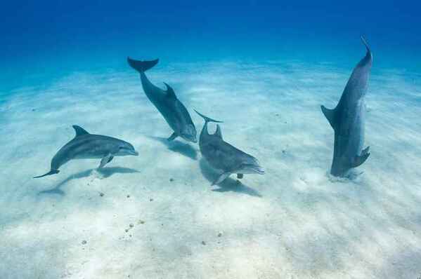 Ces dauphins ont un 7ème sens, ils sont capables de détecter les champs électriques