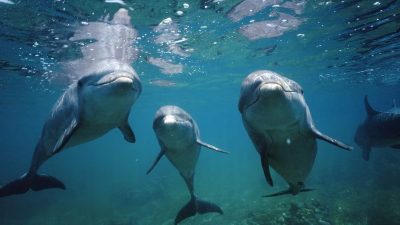 Ces dauphins ont un 7ème sens, ils sont capables de détecter les champs électriques