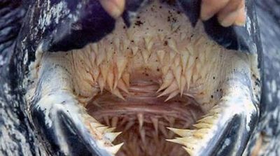 Cet animal possède le plus de dents au monde, c’est impressionnant