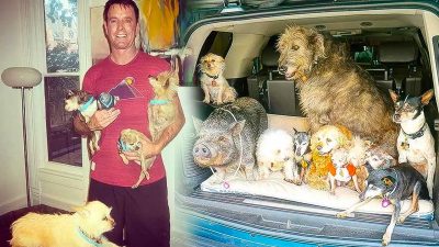 Cet homme consacre sa vie à adopter des chiens âgés et des animaux de ferme
