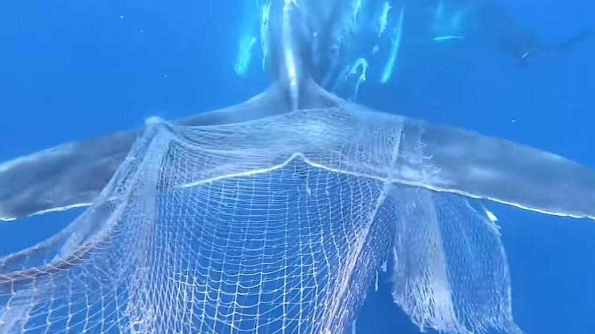 Cette baleine piégée dans des filets demande au pêcheurs de l’aider