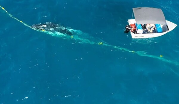 Cette baleine piégée dans des filets demande au pêcheurs de l’aider