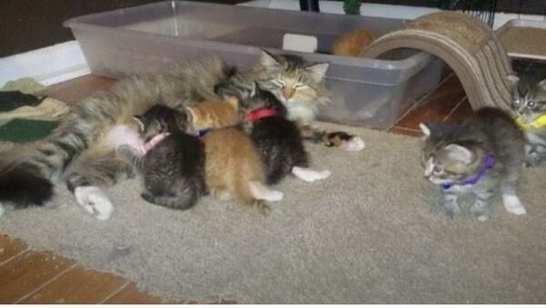 Cette chatte donne naissance à 7 chatons, le chien de la famille les élèvent comme les siens