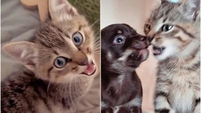 Cette chatte errante sauvée décide d’aider d’autres chats en détresse