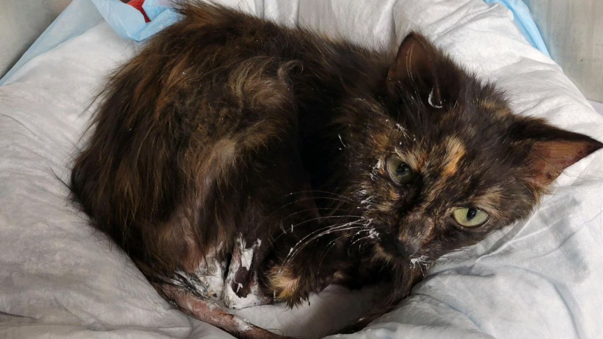 Cette chatte victime de graves brûlures se bat, sa transformation est incroyable