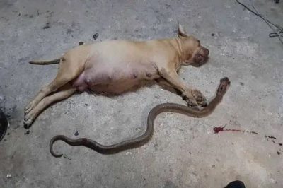 Cette chienne enceinte combat un serpent et se sacrifie pour sauver la vie de ses maîtres