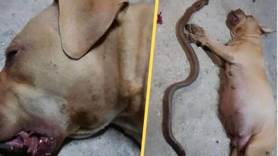Cette chienne enceinte combat un serpent et se sacrifie pour sauver la vie de ses maîtres