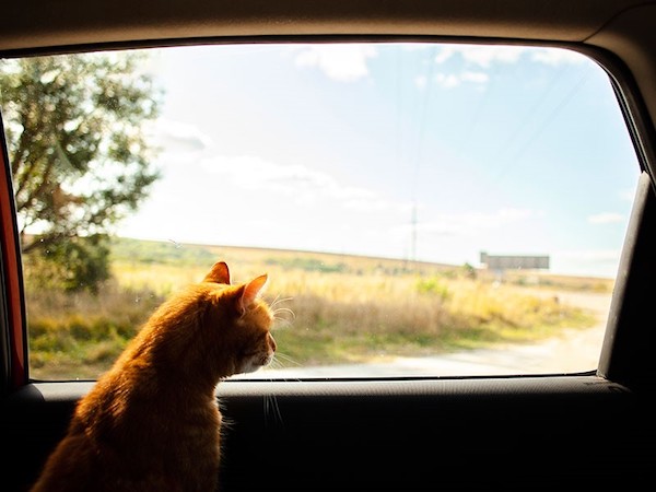 Combien d'heures un chat peut-il voyager ? Tout savoir avant de partir