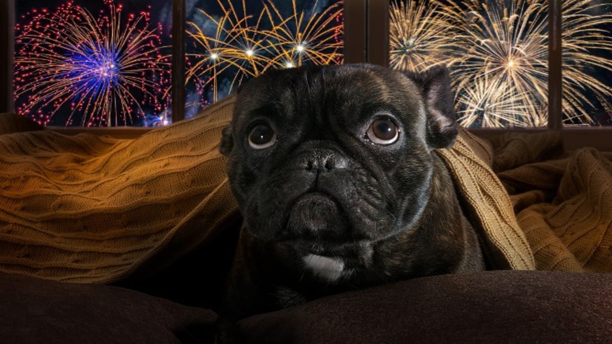 Comment calmer les chiens face au bruit des fusées le soir du Nouvel An