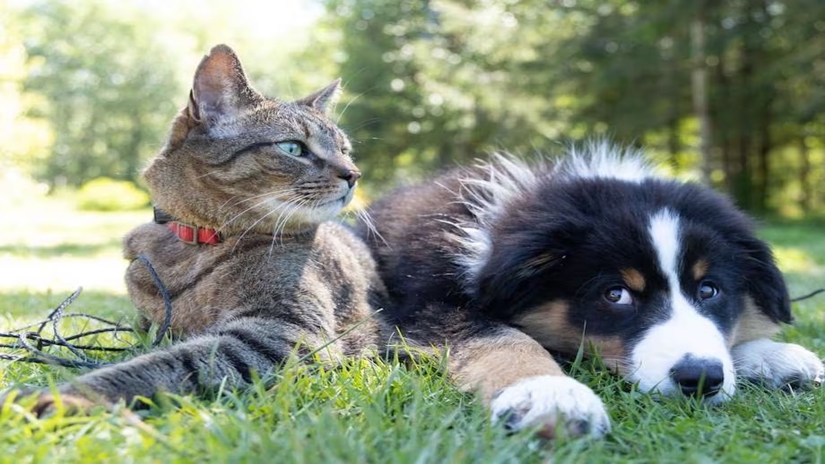 Comment rendre heureux un chat et un chien qui vivent dans la même maison ?