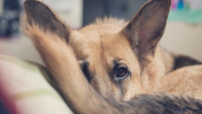 Comment savoir si votre chien a la queue cassée et comment réagir ?